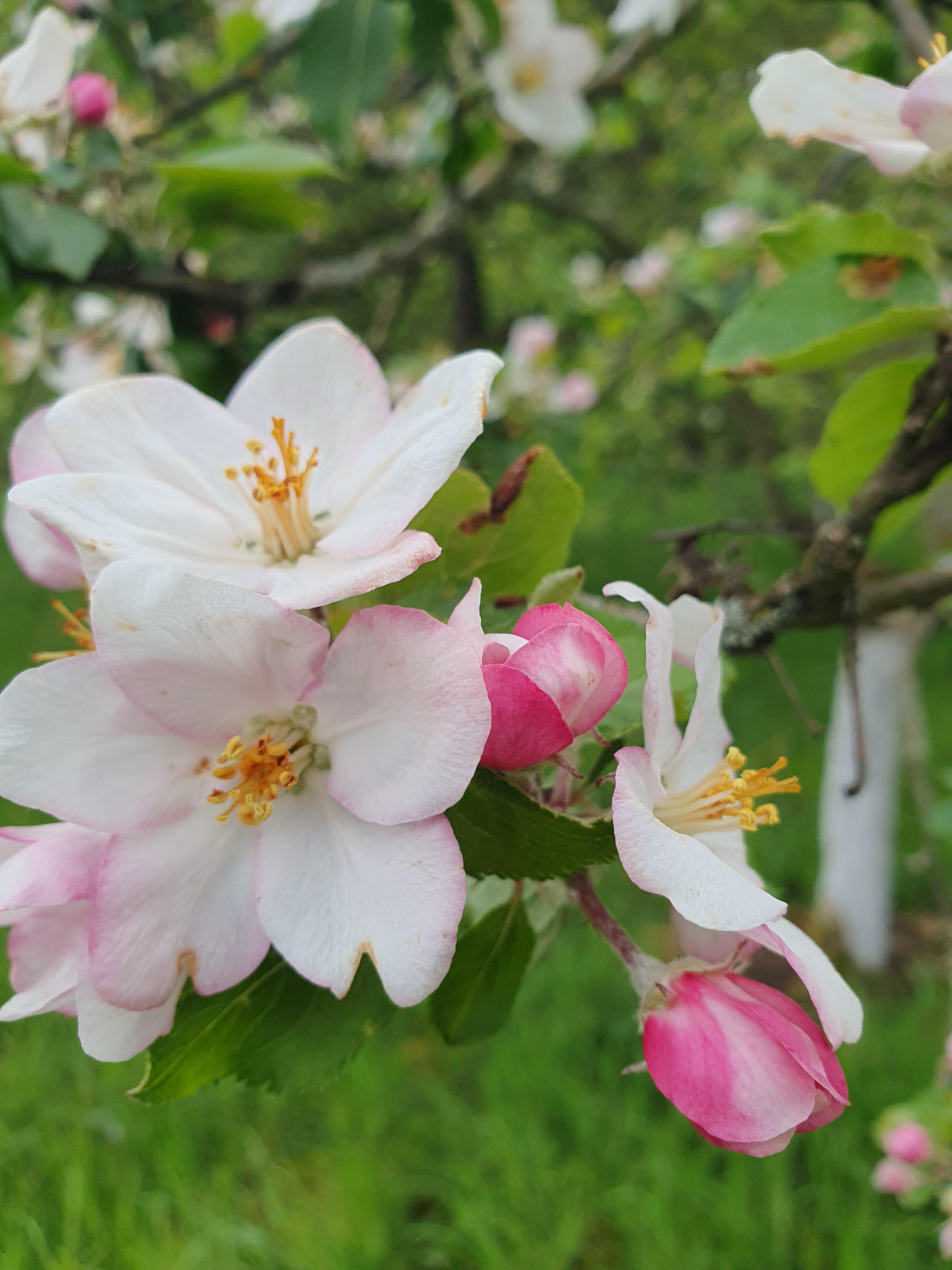 Apfelblüte