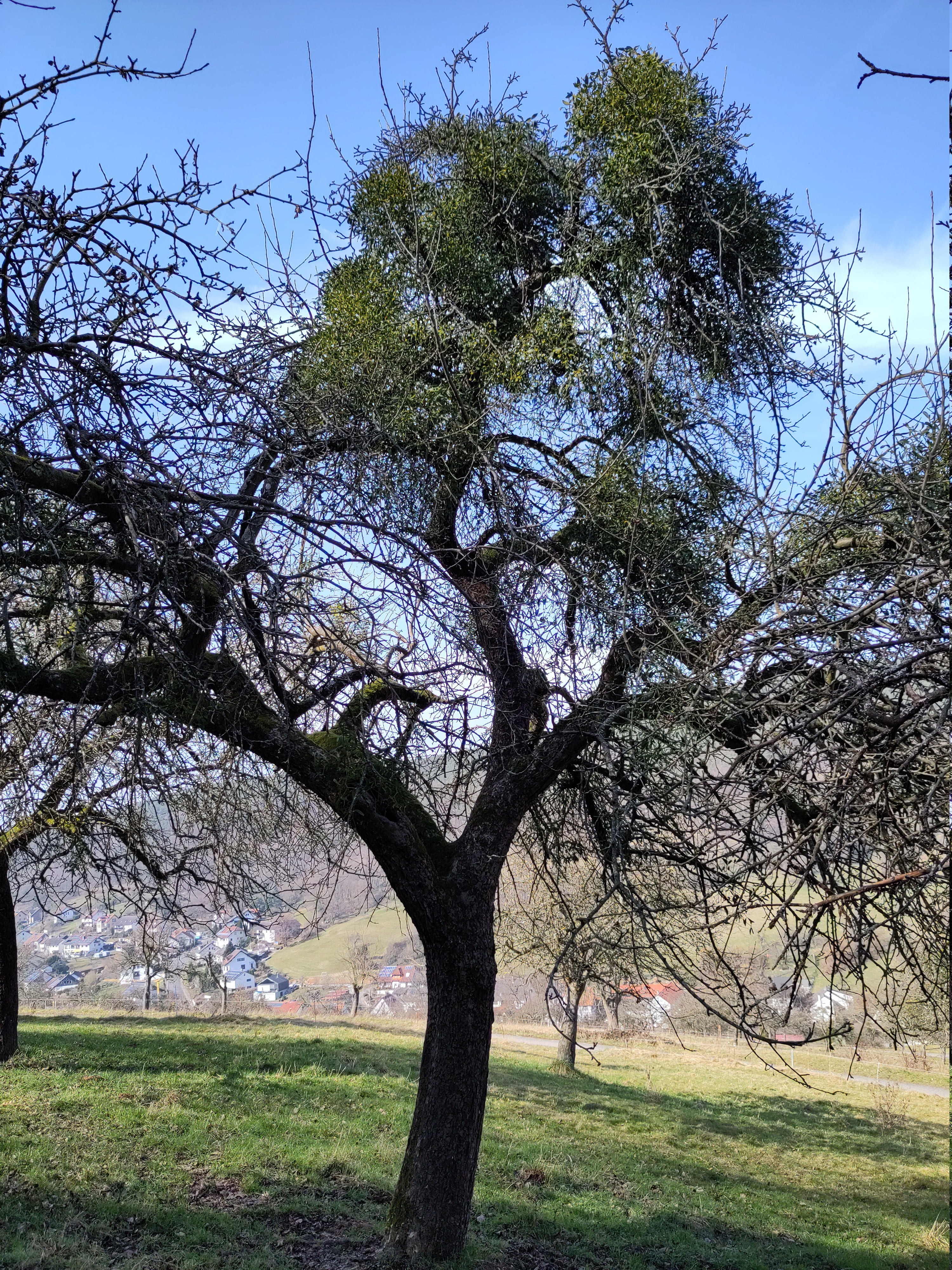 Scout entdeckt stark befallenen Baum